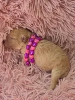 RENEE MINIATURE CREAM GIRL, a female Poodle - Miniature  for sale in Bowling Green, KY – 4 of 7