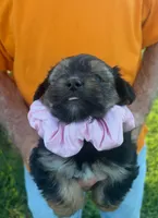 FUZZY LUVVY YORKIPOO, a female Yorkipoo for sale in Bowling Green, KY – 2 of 5