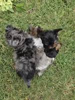 LOCK BLUE MERLE PARTI, a male Yorkipoo for sale in Bowling Green, KY – 5 of 10