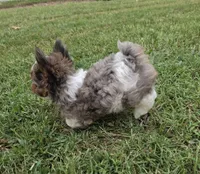 LOCK BLUE MERLE PARTI, a male Yorkipoo for sale in Bowling Green, KY – 3 of 10
