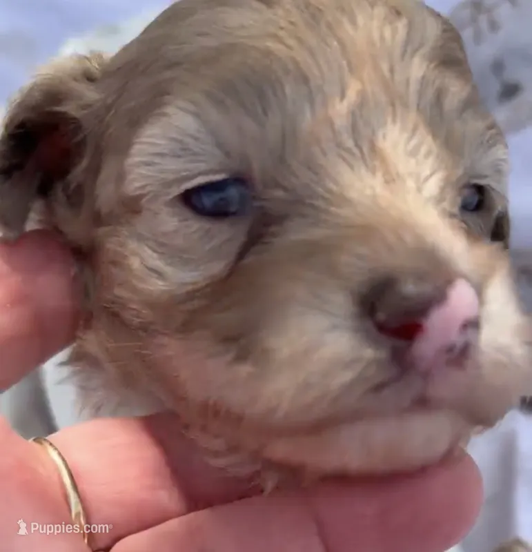 LIGHT CHOCOLATE MERLE GIRL, a female Schnoodle for sale in Bowling Green, KY – 1 of 10