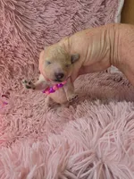 RENEE MINIATURE CREAM GIRL, a female Poodle - Miniature  for sale in Bowling Green, KY – 5 of 7