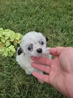 DEARLY TINY TOY GIRL, a female Poodle - Toy  for sale in Bowling Green, KY – 4 of 10