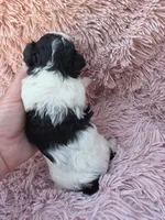 PIGEON YORKIPOO GIRL, a female Yorkipoo for sale in Bowling Green, KY – 6 of 10