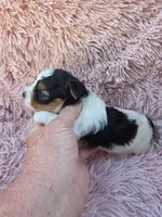 PIGEON YORKIPOO GIRL, a female Yorkipoo for sale in Bowling Green, KY – 1 of 10