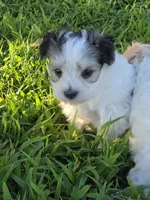 PAXTON MORKIPOO BOY, a male Yorkipoo and Maltese for sale in Bowling Green, KY – 3 of 10