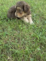 PAGE CHOCOLATE TAN YORKIPOO , a female Yorkipoo for sale in Bowling Green, KY – 4 of 8