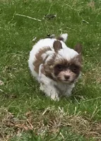 MISS PAISLEY , a female Yorkipoo for sale in Bowling Green, KY – Photo 5 of 7