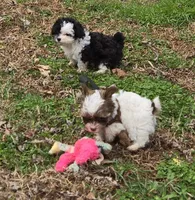 MISS PAISLEY , a female Yorkipoo for sale in Bowling Green, KY – Photo 7 of 7