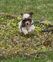 MISS PAISLEY , a female Yorkipoo for sale in Bowling Green, KY – Photo 4 of 7