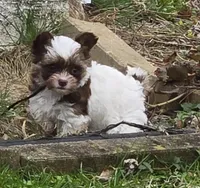 MISS PAISLEY , a female Yorkipoo for sale in Bowling Green, KY – Photo 2 of 7