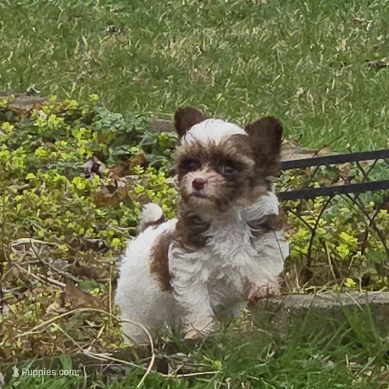 MISS PAISLEY  – Yorkipoo puppy for sale in Bowling Green, KY