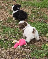 MISS PAISLEY , a female Yorkipoo for sale in Bowling Green, KY – Photo 6 of 7