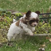 MISS PAISLEY , a female Yorkipoo for sale in Bowling Green, KY – Photo 3 of 7