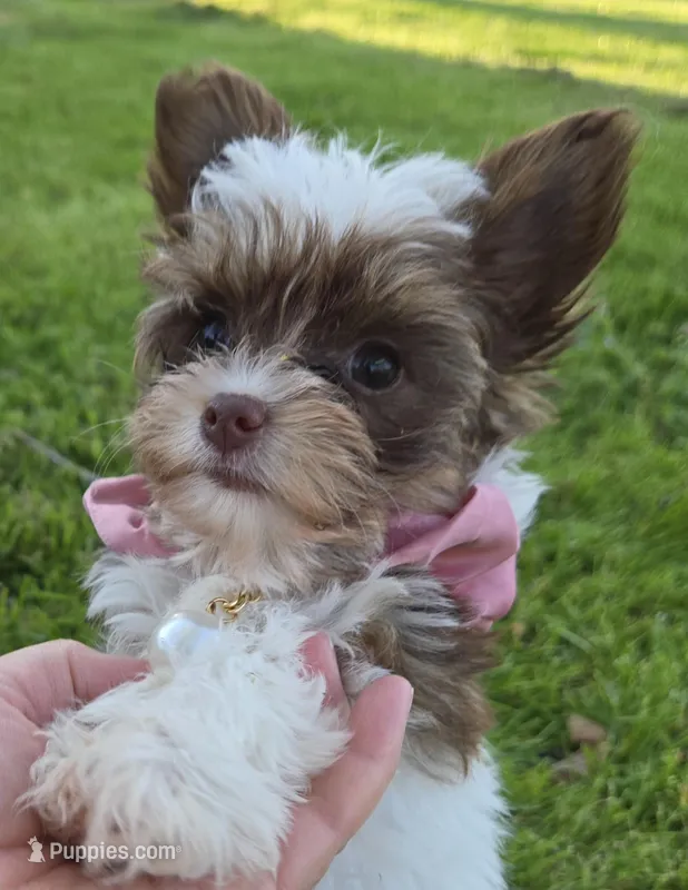 MISS PAISLEY  – Yorkipoo puppy for sale in Bowling Green, KY