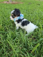 ANDERS LITTLE YORKIPOO, a male Yorkipoo for sale in Bowling Green, KY – 4 of 10