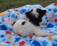 DANDY TINY TEACUP YORKIE MALE, a male Yorkshire Terrier for sale in Bowling Green, KY – 2 of 9