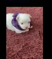 Sherri, a female Maltese for sale in Bowling Green, KY – 2 of 9