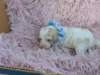 Padigan APRICOT MERLE, a female Poodle - Miniature  for sale in Bowling Green, KY – 5 of 10
