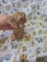 REACHER RED MINIATURE , a male Poodle - Miniature  for sale in Bowling Green, KY – 2 of 10