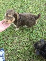 PAGE CHOCOLATE TAN YORKIPOO , a female Yorkipoo for sale in Bowling Green, KY – 6 of 8