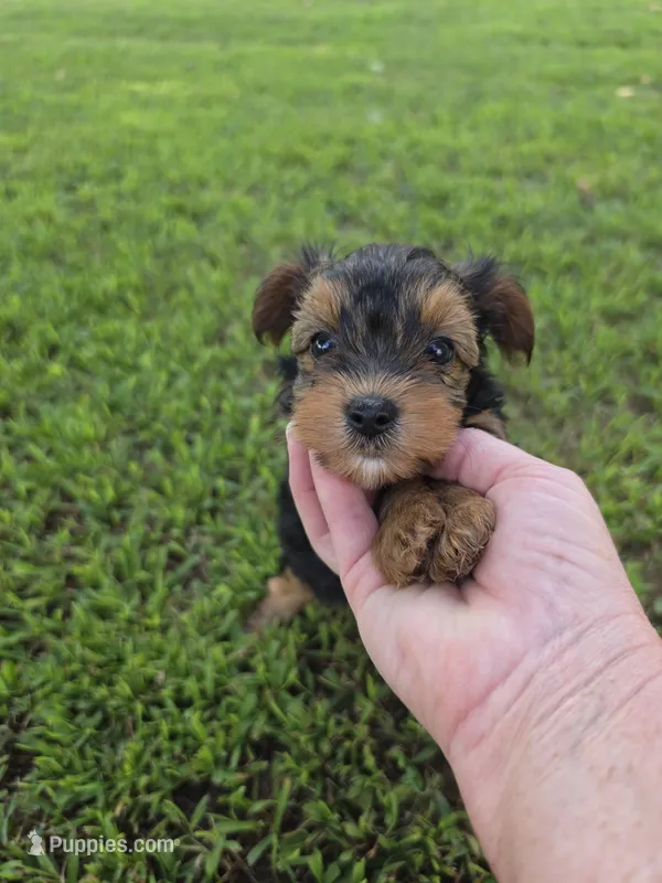 PATTEN YORKIPOO MALE – Yorkipoo puppy for sale in Bowling Green, KY