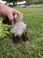 DAINTY TINY TEACUP GIRL, a female Poodle - Toy  for sale in Bowling Green, KY – 10 of 10