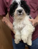 BANDIT YORKIPOO MIX, a male Yorkshire Terrier and Havapoo for sale in Bowling Green, KY – 5 of 5