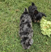LAKE-BLUE MERLE , a male Yorkipoo for sale in Bowling Green, KY – 6 of 10