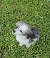 HARMONY SILVER PARTI GIRL, a female Poodle - Toy  for sale in Bowling Green, KY – 6 of 10