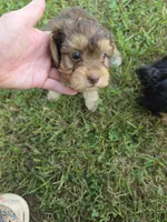 PAGE CHOCOLATE TAN YORKIPOO , a female Yorkipoo for sale in Bowling Green, KY – 7 of 8