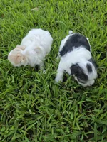 MORKIPOO TRI-COLORED, a male Poodle - Toy  and Morkie for sale in Bowling Green, KY – 2 of 10