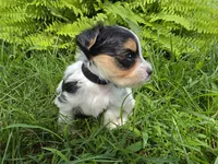 ABNER & BUBBLES TINY BOY, a male Morkie for sale in Bowling Green, KY – 2 of 10