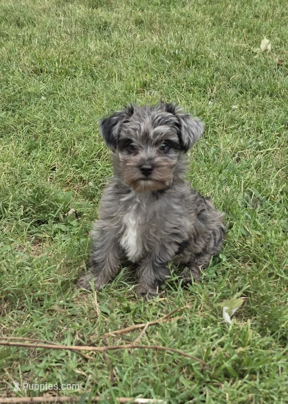 LAKE-BLUE MERLE  – Yorkipoo puppy for sale in Bowling Green, KY