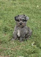 LAKE-BLUE MERLE , a male Yorkipoo for sale in Bowling Green, KY – 3 of 10
