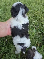 GRANT YORKIPOO BOY, a male Yorkipoo for sale in Bowling Green, KY – 8 of 10
