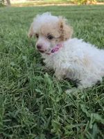 KELLY TEACUP POODLE, a female Poodle - Toy  for sale in Bowling Green, KY – 3 of 10