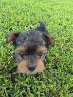 PRESLEY YORKIPOO BOY, a male Yorkipoo for sale in Bowling Green, KY – 7 of 8