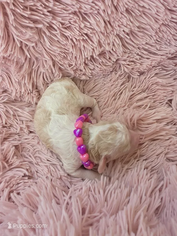 Padigan – Poodle - Miniature  puppy on hold in Bowling Green, KY