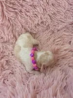Padigan, a female Poodle - Miniature  for sale in Bowling Green, KY – 1 of 10