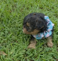 PADDEN YORKIPOO MALE, a male Yorkipoo for sale in Bowling Green, KY – 3 of 9