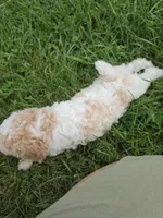 SAFFRON BLUE EYED MINI MERLE, a female Poodle - Miniature  for sale in Bowling Green, KY – 10 of 10
