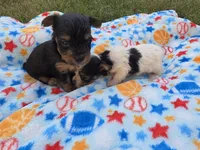 DANDY TINY TEACUP YORKIE MALE, a male Yorkshire Terrier for sale in Bowling Green, KY – 8 of 9
