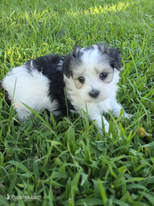 PAXTON MORKIPOO BOY – Yorkipoo, Maltese puppy for sale in Bowling Green, KY