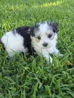 PAXTON MORKIPOO BOY, a male Yorkipoo and Maltese for sale in Bowling Green, KY – 1 of 10