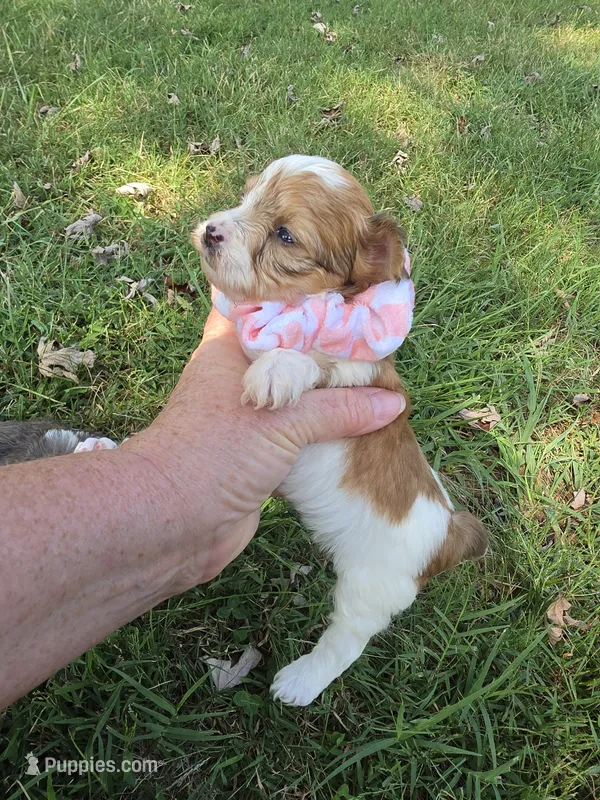 GIDGET YORKIPOO GIRL – Yorkipoo puppy for sale in Bowling Green, KY