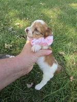 GIDGET YORKIPOO GIRL, a female Yorkipoo for sale in Bowling Green, KY – 1 of 9