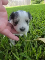 MORKIPOO TRI-COLORED, a male Poodle - Toy  and Morkie for sale in Bowling Green, KY – 7 of 10