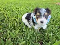 ANDERS LITTLE YORKIPOO, a male Yorkipoo for sale in Bowling Green, KY – 9 of 10
