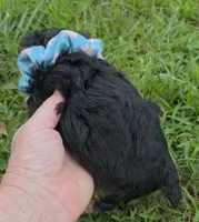 PADDEN YORKIPOO MALE, a male Yorkipoo for sale in Bowling Green, KY – 4 of 9